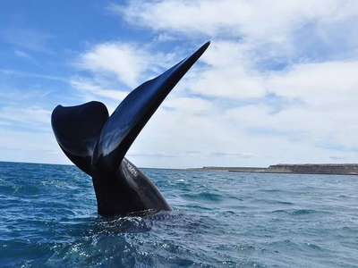 Península Valdés: cómo es la experiencia de avistaje de ballenas en Chubut y cuánto cuesta