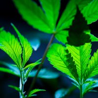 EU propone formalmente reclasificar la marihuana como droga menos peligrosa