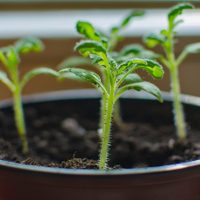 El método infalible para reproducir tu planta favorita en tiempo récord