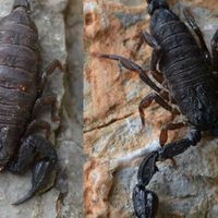 Experto de la UNAM descubre alcaloide en alacrán hidalguense, único en el mundo