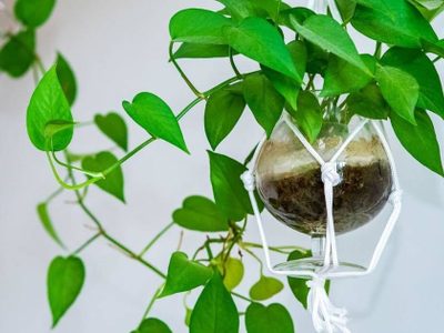 3 plantas colgantes que son hermosas para decorar el interior de tu casa y muy resistentes