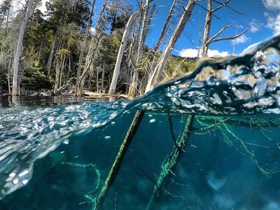 Buceo en el paraíso: cómo es la excursión en lancha al bosque sumergido en Villa Traful