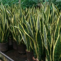 El truco más efectivo para propagar tu sansevieria o "lengua de suegra" y que te dé muchas plantas