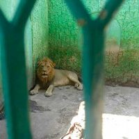 La Profepa decomisa 49 especies a zoológico en Apatzingán