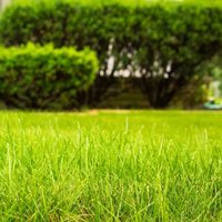 Conocé por qué no cortar el pasto podría salvar el medio ambiente
