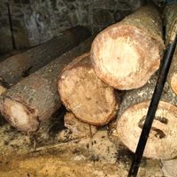 Desmantelan un aserradero clandestino en Milpa Alta