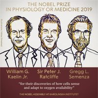 Otorgan el Nobel de Medicina a investigación sobre cómo las células perciben el oxígeno