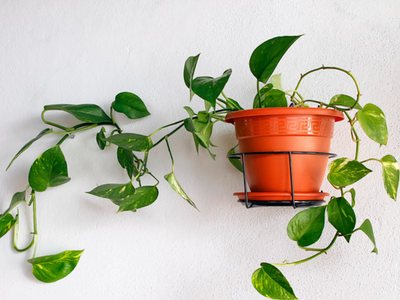 Amuletos verdes: las plantas que se cuidan solas y atraen la buena suerte a tu hogar