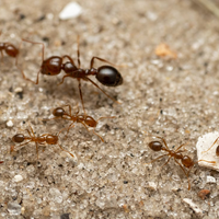 Eliminá a las hormigas de tu cocina con un truco simple, sin insecticidas ni productos químicos