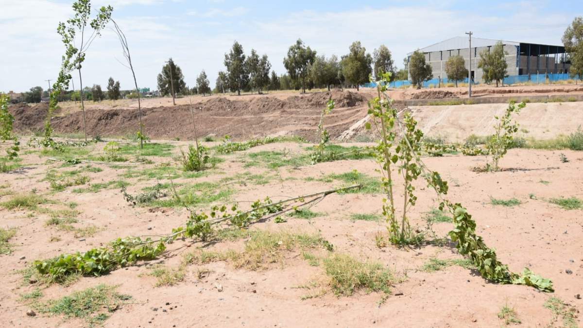 Los arboles dañados pertenecen al plan de forestación urbana. Fuente: (Facebook)