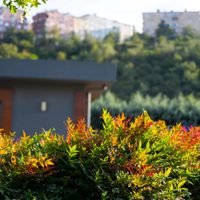 A prueba de principiantes: las plantas que cambian de color en invierno y requieren poco mantenimiento