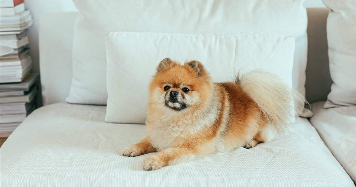 Curiosidades del Pomerania. Fuente: (X)