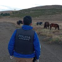 Tres detenidos en allanamientos por el robo de equinos en el norte neuquino