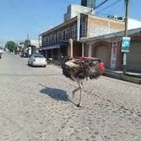 Captan a avestruz corriendo en calles de Tepotzotlán, Estado de México (Videos)