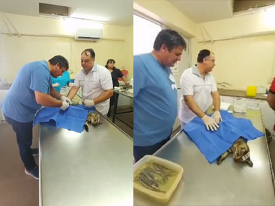 La participación de Gaido en la cirugía de un gato: de los buscados aplausos a un repudio general