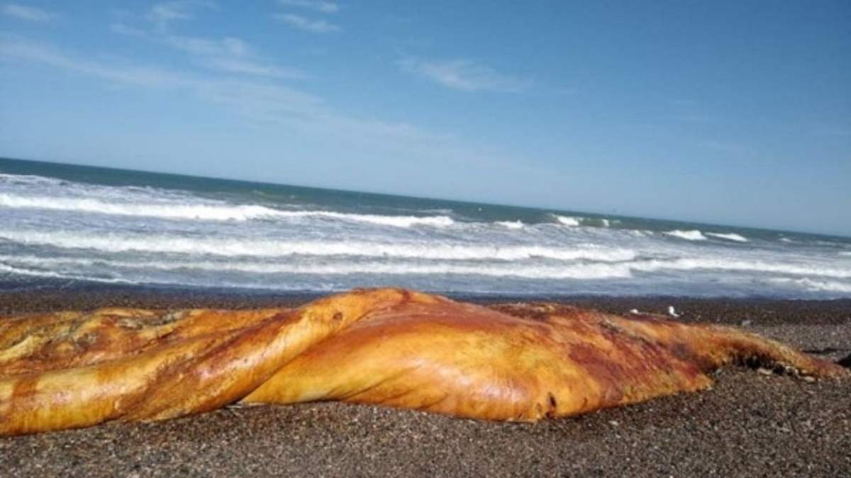 El extraño animal en la costa chubutense. Fuente: (Twitter)