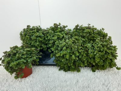 La planta chiquita y decorativa que invade todo a su paso: por qué debés tenerla en tu jardín