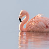 Curiosidades sobre el flamenco austral: el ave con el color de plumaje más bonito que esconde un canto especial