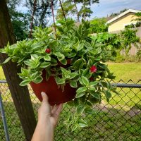 Las plantas de moda fáciles que cuidar y que sobreviven perfectamente en espacios pequeños