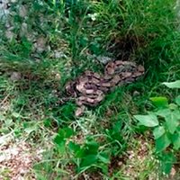 La Profepa rescata una boa en Yucatán y la libera en el Parque Nacional Dzibilchaltún