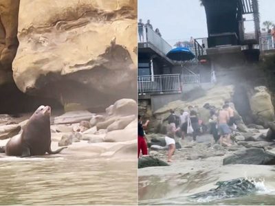Leones marinos persiguen a turistas en una playa de San Diego (video)