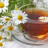 No compres más y tené tu propia planta de Manzanilla utilizando solo un saquito de té