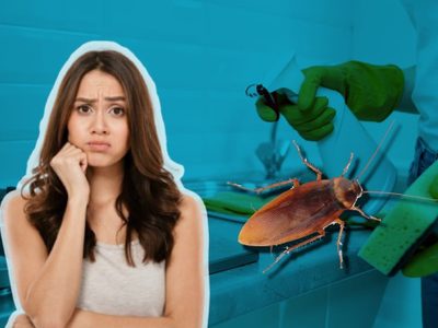 ¿Por qué tengo cucarachas en mi casa si está limpia?