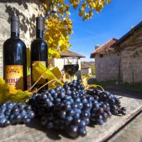 Viñedos en Serbia: los vinos nuevos de la antigua Europa