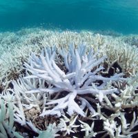 Alertan sobre un sexto blanqueamiento masivo de los arrecifes en Australia: de qué se trata