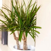 Lo que los jardineros no quieren que sepas: el secreto facilísimo para multiplicar tu Palo de agua en tiempo récord