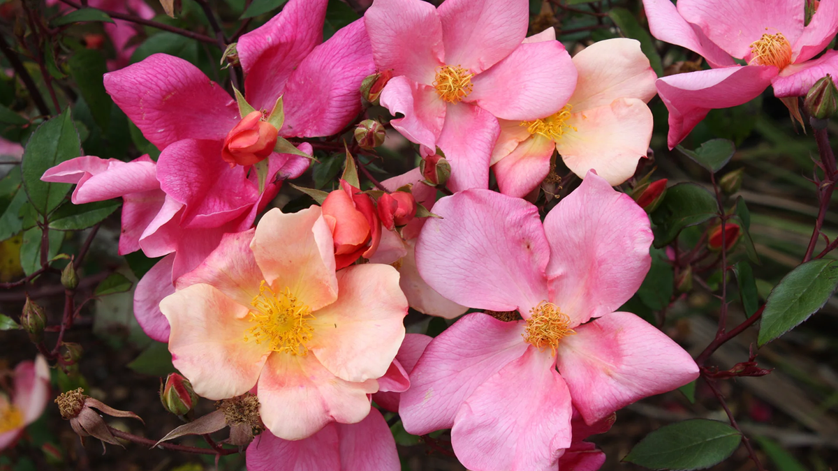 Rosa Mutabilis. Fuente: (Instagram)