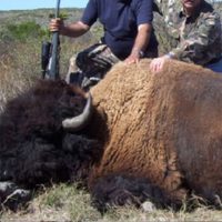 Semarnat investiga imágenes sobre presunta caza de bisontes en Coahuila