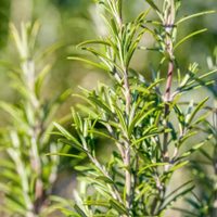 Los 3 lugares donde tenés que poner esta poderosa planta para atraer la abundancia y prosperidad