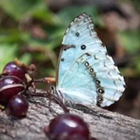 Curiosidades de la mariposa bandera argentina: hermosa, única y en peligro de extinción