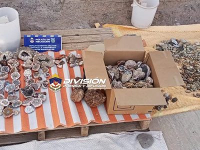 Una mujer vendía fósiles por Facebook en Rincón de los Sauces