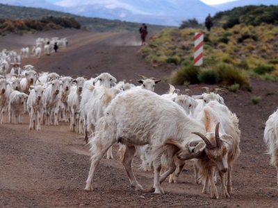 Aprobaron proyectos de pequeños productores neuquinos