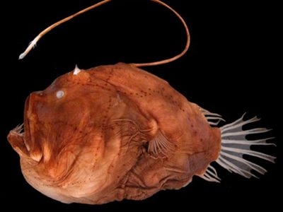 Raro hallazgo en California: ubican un monstruoso pez que vive en las profundidades del mar