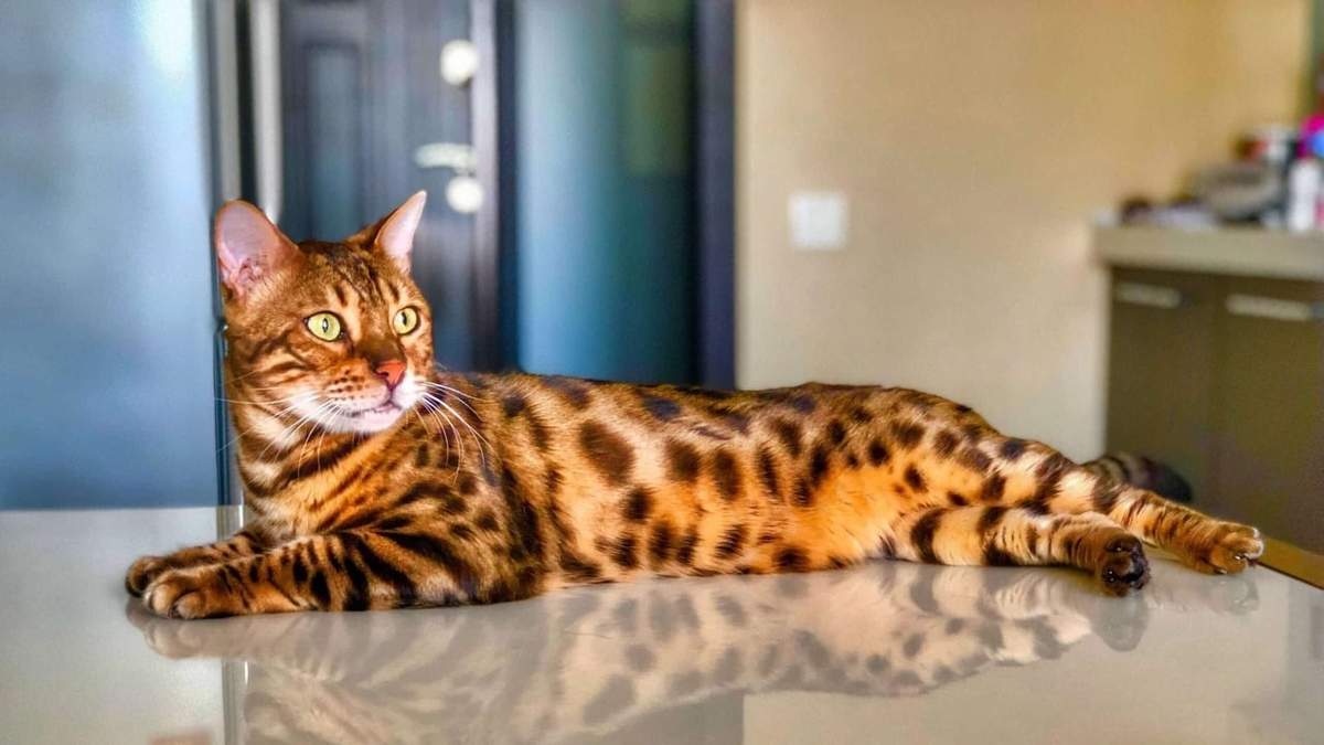 Curiosidades sobre el Bengalí. Fuente: (X)