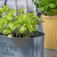 La planta muy famosa en la cocina que puede durar toda la vida y es perfecta para decorar balcones o jardines