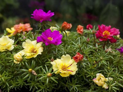 La planta que imita el ritmo humano: se abre de día y descansa de noche