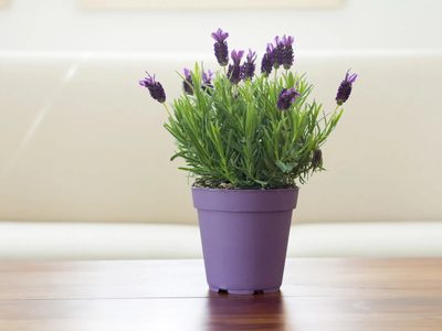 Desde el Cactus a la Lavanda: qué tipo de planta sos según tu fecha de nacimiento