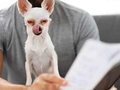 ¿Se le puede enseñar a hablar a los perros? La ciencia lo analiza
