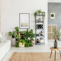 Verdes, resistentes y poderosas: las plantas que ahuyentan las malas energías sin pedir nada a cambio