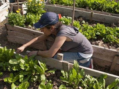 La pandemia evidenció la inquietud por querer tener la huerta propia
