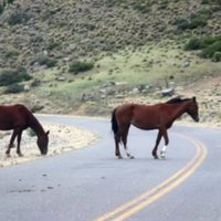Realizarán operativos para retirar animales sueltos de las rutas de Neuquén