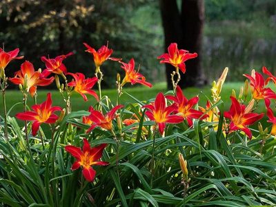 Sutiles pero sofisticadas: el truco para que tus azucenas den las flores más lindas y rozagantes