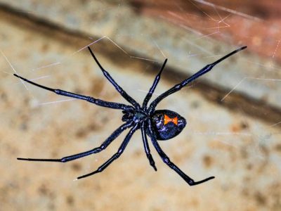 Niño de 8 años se deja picar por una viuda negra porque quería ser Spiderman