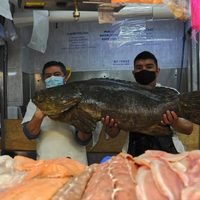 Canadá ofrece empleo de 60 mil pesos mensuales a quien sepa lavar pescado