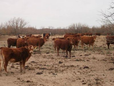Todo Zacatecas en peligro por sequía; piden declarar el estado como zona de desastre