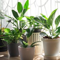 5 plantas que realmente ayudan a purificar el aire de tu hogar